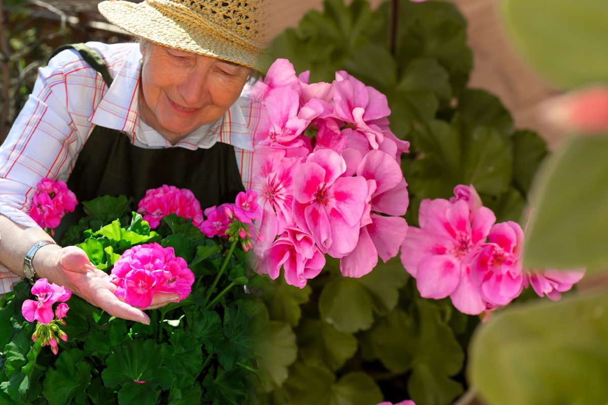 Nainen hoitaa pelargonioita