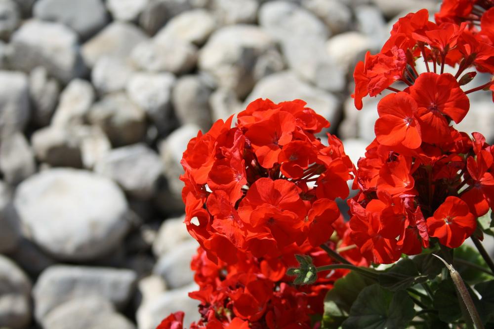 kuvassa on kukkiva punainen pelargonia