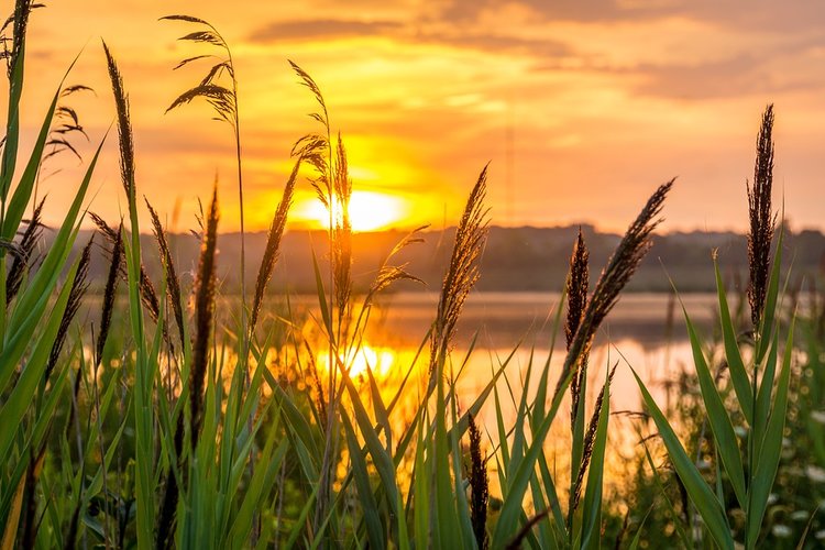 kaunis auringonlasku kaislikossa